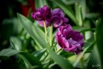 _DSC0098